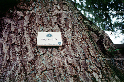 Oregon Myrtle tree, Myrtle Point