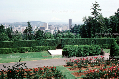 Rose Garden, Trimmed Bushes, Portland skyline