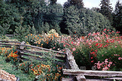 Fence, flowers, garden