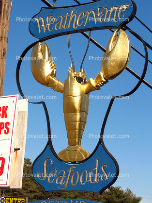 Weather Vane Seafoods, Lobster