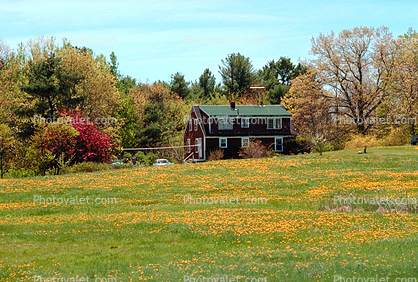 Home, House, Flower Field, trees, building