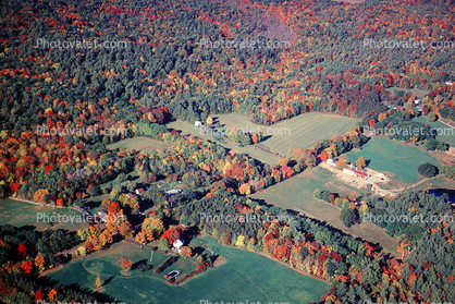 Mt Washington Vallley, New Hampshire, woodlands, autumn