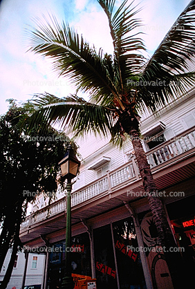 Palm Tree Building in Key West