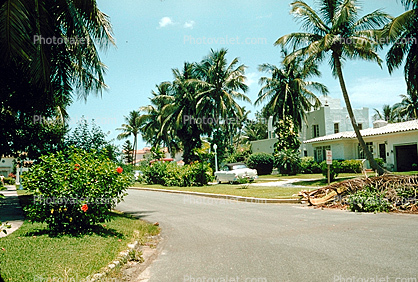 Street, Home, House, Palm trees, lawn, 1950s