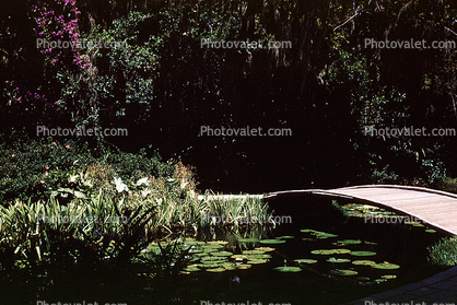 Cypress Gardens, pond, footbridge, lily pads, June 1959, 1950s