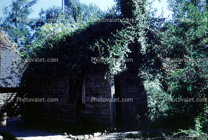 Ivy Covered Log Cabin, Fountain of Youth, Saint Augistine, 31 May 2003