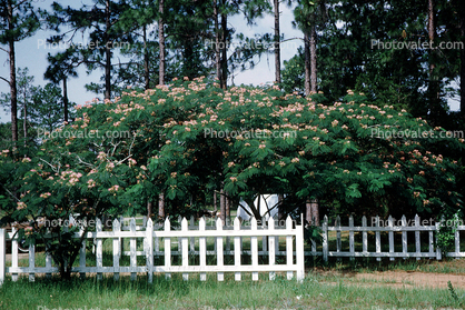 Picket Fence, Mimosa Tree, near Tampa
