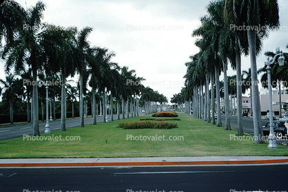 Palm Trees, 1950s, Palm Beach, 1954