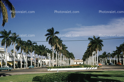 Palm Trees, cars, Palm Beach, 1954, 1950s