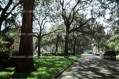Park, shadow, trees, sidewalk, Historic Savannah