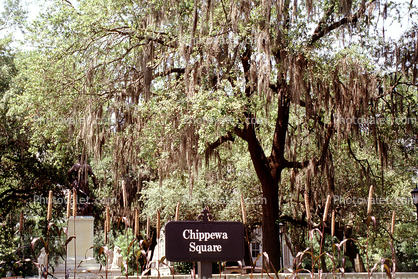 hanging moss, trees, Chippewa Square, Historic Savannah