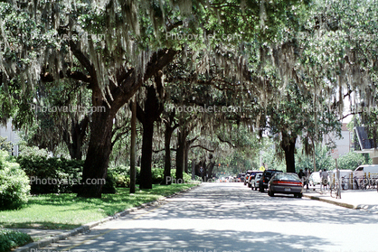 hanging moss, trees, street, Historic Savannah