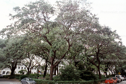 Square, Trees, Historic Savannah