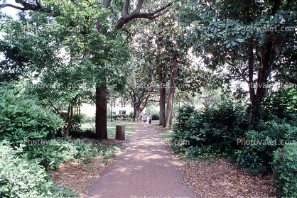 Path, trees, Wright Square, Historic Savannah
