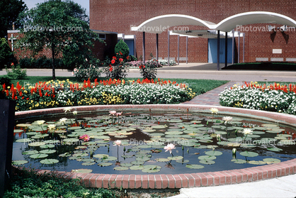 Pond, Lily Pads, garden, building, arch, Ocean City, Toadstools, broad leaved plant, July 1971