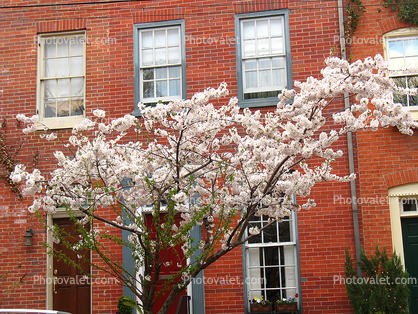Cherry blossom, building, Baltimore