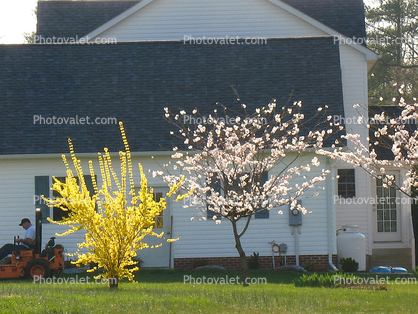 Blooming Trees, Lawn, Backyard