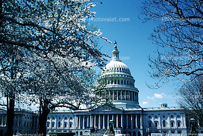 United States Capitol, Cherry Blossom Trees