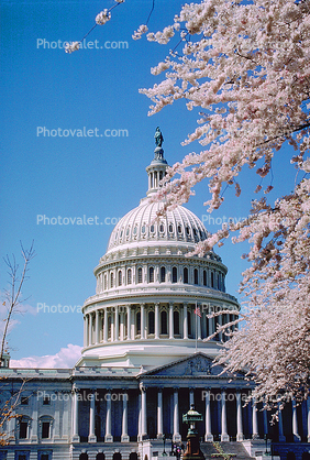 Cherry Blossom, United States Capitol