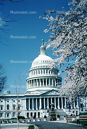 United States Capitol, Cherry Blossom Festival