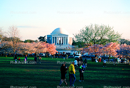 Jefferson Memorial, Cherry Blossom Trees