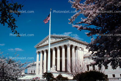Supreme Court, Cherry Blossom Trees