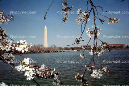 Cherry Blossoms, Trees, April 1964, 1960s