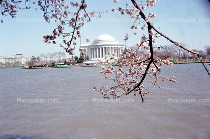 Cherry Blossom Tree, Jefferson Memorial