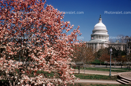 Cherry Blossoms, Tree, United States Capitol