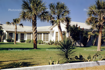 palm tree, home, house, Building, housing, Myrtle Beach, Ocean Boulevard, Palm Trees
