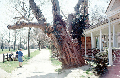 Giant Front Yard Tree, sidewalk, house, building, 1950s