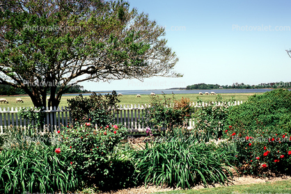 Oak Grove, Eastern Shore, garden