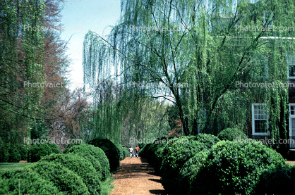 Boxwood, gardens, path, pathway, walkway, weeping willow, trees