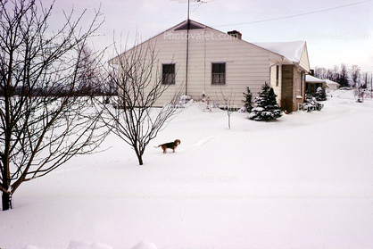 Home, House, Snowy Front Lawn, icy, beagle, Winter