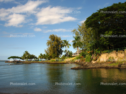 shore, shoreline, coast, coastal, trees