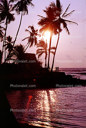 palm tree, sunset, pacific ocean
