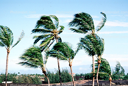 wind blown palm tree, windy, breeze