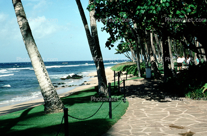 walkway, path, shore, shoreline, trees, beach