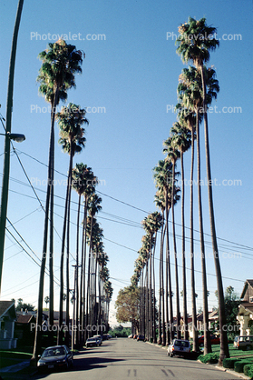 tree lined boulevard, palm tree, street
