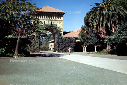 Stanford University, Ivy, Palm Tree, Path, Arch, Building, 1950s