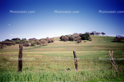 Barbed Wire Fence, Fields, Hills, Oak Trees
