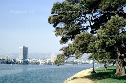 Lake Merritt, tree, Downtown Oakland