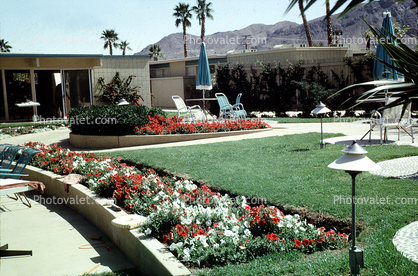 Lawn, Yard, Backyard, Tree, Palm Tree, Mountain, 1964, 1960s