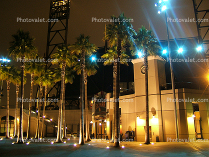 Palm Trees in the night, Pacbell Park, lights