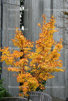 Tree, Autumn, Unitarian Church, Cement Building