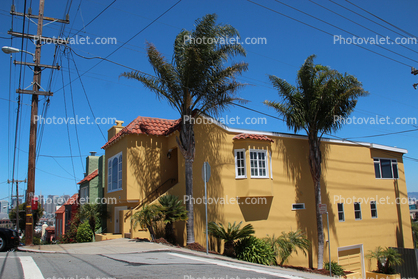 Palm Trees, Home, house, building, Potrero Hill