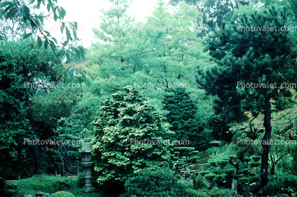 Japanese Tea Garden, October 25 1982