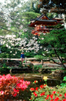 Hakone Japaneses Tea Garden, golden Gate Park, Blossoms