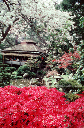 Blossoms, Hakone Japaneses Tea Garden, golden Gate Park, building, detail