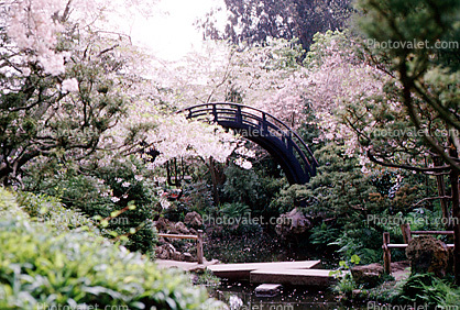 Taiko Arch Bridge, Cherry Tree Blossoms, pond, springtime, garden, 1965, 1960s
